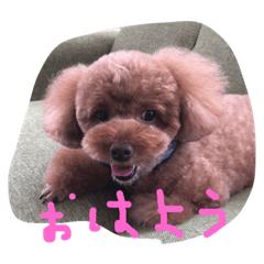 [LINEスタンプ] ひめちゃん（トイプードル）