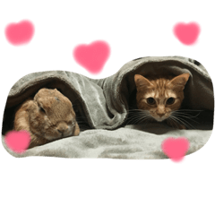[LINEスタンプ] リリー＆ベルの日常