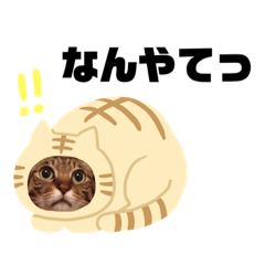 [LINEスタンプ] 猫山くん