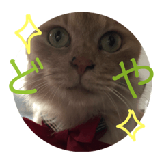[LINEスタンプ] セーラー猫ぱく