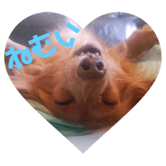 [LINEスタンプ] 老犬きなこ♀