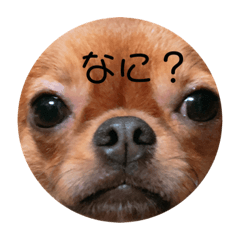 [LINEスタンプ] 私のチャッピー