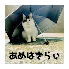 [LINEスタンプ] 漣太郎