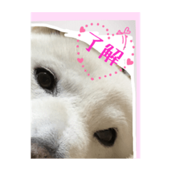 [LINEスタンプ] 白柴こむぎの了解