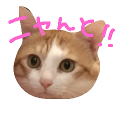 [LINEスタンプ] りんくんとゆりちゃんのスタンプ