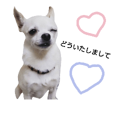 [LINEスタンプ] ココのおはなし