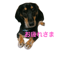 [LINEスタンプ] マロ好きのためのスタンプ！
