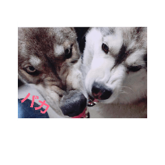 [LINEスタンプ] 犬 らぶ2