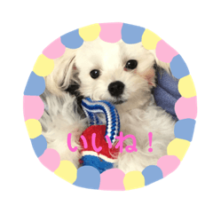 [LINEスタンプ] マルプーポポの可愛いごあいさつ