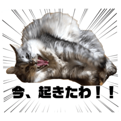 [LINEスタンプ] うちのころんさん。