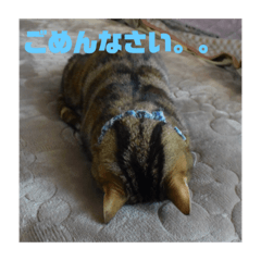[LINEスタンプ] 毎日使いたくなる猫スタンプ
