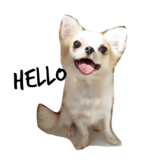 [LINEスタンプ] ちわわんコ