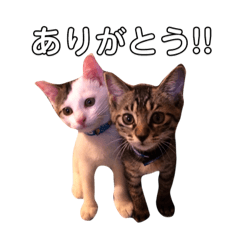 [LINEスタンプ] うみ ＆ そら