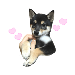 [LINEスタンプ] 黒柴犬天ちゃんの日常