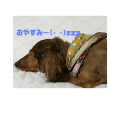[LINEスタンプ] まめきちのスタンプ
