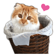 [LINEスタンプ] 小虎とプリ