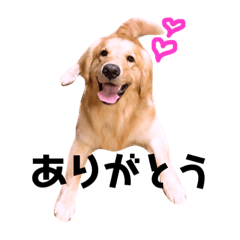 [LINEスタンプ] ゴールデンレトリバー りく