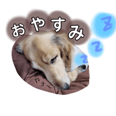 [LINEスタンプ] ぐぅーたん♡日常スタンプ