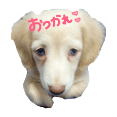 [LINEスタンプ] hapipi