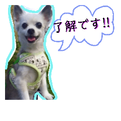 [LINEスタンプ] ぼくコンタ！！
