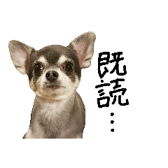 [LINEスタンプ] チワワのビビ♪