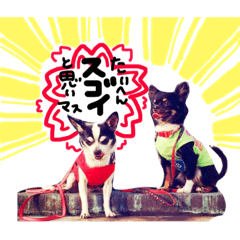 [LINEスタンプ] 敬語のチワワたち