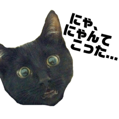 [LINEスタンプ] 黒猫のジョーふてこいスタンプ