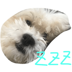 [LINEスタンプ] なちぽっちの日常