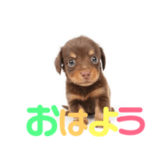 [LINEスタンプ] チワックスのゆず
