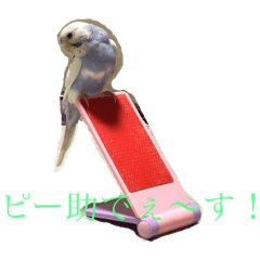 [LINEスタンプ] セキセイインコのピー助くん