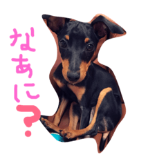[LINEスタンプ] ハナたん