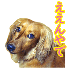 [LINEスタンプ] 使いやすいオタ犬