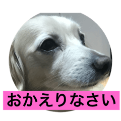 [LINEスタンプ] まろんの毎日2