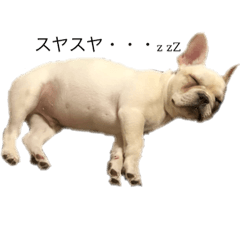 [LINEスタンプ] フレブル  こたろうさん＆雑種犬 ももちゃん