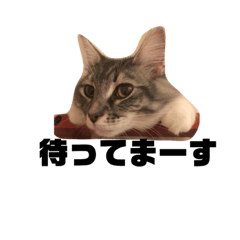 [LINEスタンプ] にゃんこのメロ