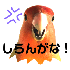 [LINEスタンプ] インコのセセリ♂5