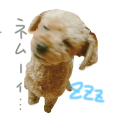 [LINEスタンプ] kさん家のくうたんのスタンプ