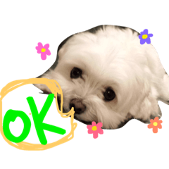 [LINEスタンプ] うちの可愛い小さな白いお姫様