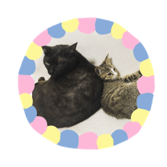 [LINEスタンプ] うちんちのねこ