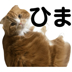 [LINEスタンプ] 猫の日常 3