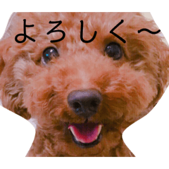 [LINEスタンプ] 実写版トイプードル