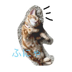 [LINEスタンプ] にゃんこ×日常