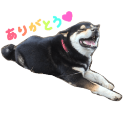 [LINEスタンプ] 黒柴 三郎丸くん
