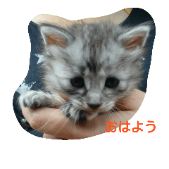 [LINEスタンプ] 癒しネコ Lovelyサスケとキラ