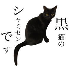 [LINEスタンプ] 黒猫のシャミセンちゃん