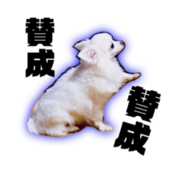[LINEスタンプ] 白チワワのダムさん2