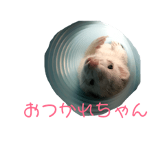 [LINEスタンプ] フェレットですよ