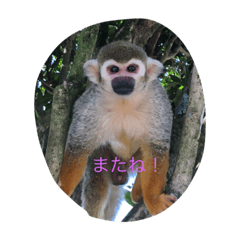 [LINEスタンプ] リスザルのりくぞう