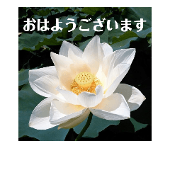 [LINEスタンプ] ビジネスマンのための蓮の花スタンプ