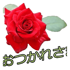[LINEスタンプ] 美しい薔薇 1